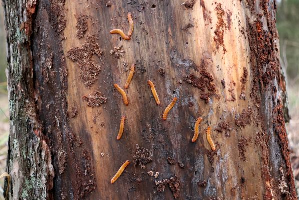 Týniště nad Orlicí, 29.12.2020
Petrovičky, les u obory Bědovice. Larvy Cucujus cinnaberinus.
Klíčová slova: Týniště nad Orlicí Petrovičky les u obory Cucujus cinnaberinus