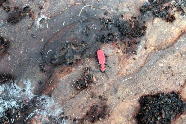 Týniště nad Orlicí, 29.12.2020
Petrovičky, les u obory Bědovice. Imago Cucujus cinnaberinus.
Schlüsselwörter: Týniště nad Orlicí Petrovičky les u obory Cucujus cinnaberinus