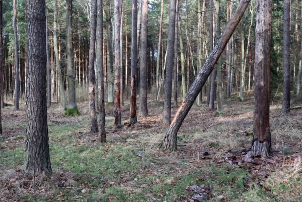 Týniště nad Orlicí, 29.12.2020
Petrovičky, les u obory Bědovice.
Klíčová slova: Týniště nad Orlicí Petrovičky les u obory