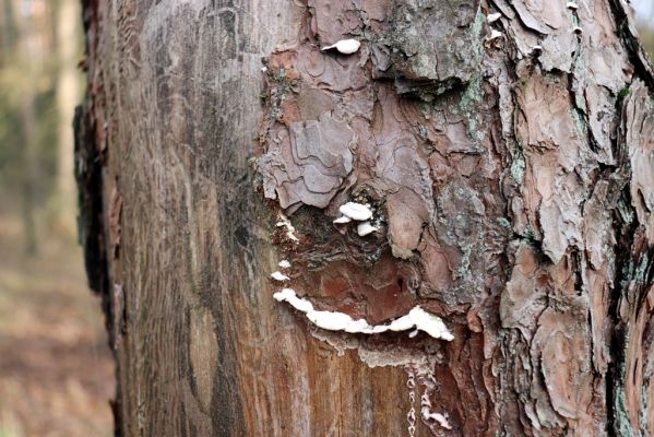 Týniště nad Orlicí, 29.12.2020
Petrovičky, les u obory Bědovice.
Klíčová slova: Týniště nad Orlicí Petrovičky les u obory