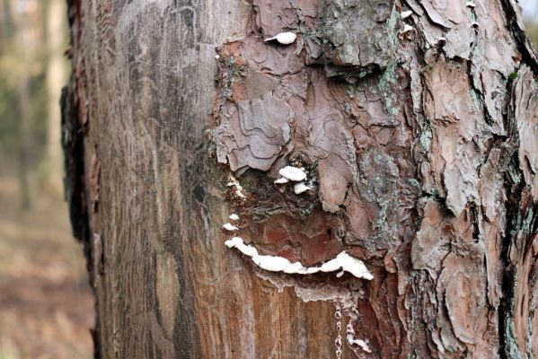 Týniště nad Orlicí, 29.12.2020
Petrovičky, les u obory Bědovice.
Schlüsselwörter: Týniště nad Orlicí Petrovičky les u obory