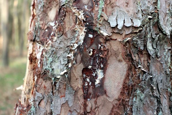 Týniště nad Orlicí, 29.12.2020
Petrovičky, les u obory Bědovice. Larva Zilora obscura.
Mots-clés: Týniště nad Orlicí Petrovičky les u obory Zilora obscura