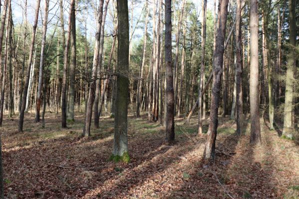 Týniště nad Orlicí, 29.12.2020
Petrovičky, les u obory Bědovice.
Mots-clés: Týniště nad Orlicí Petrovičky les u obory