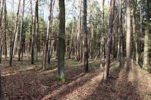 Týniště nad Orlicí, 29.12.2020
Petrovičky, les u obory Bědovice.
Keywords: Týniště nad Orlicí Petrovičky les u obory