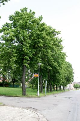 Týniště nad Orlicí, 29.5.2010
Lipová alej u hřbitova, osídlená krasci lipovými.
Keywords: Týniště nad Orlicí krasec lipový Lamprodila rutilans