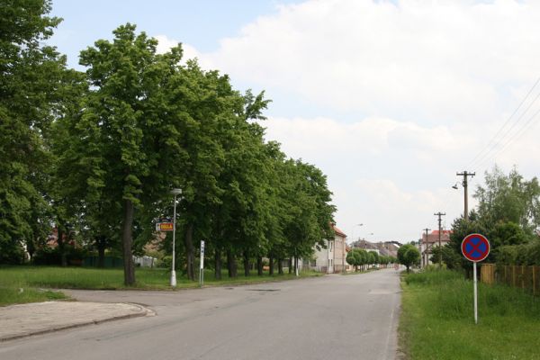 Týniště nad Orlicí, 29.5.2010
Lipová alej u hřbitova, osídlená krasci lipovými.
Keywords: Týniště nad Orlicí krasec lipový Lamprodila rutilans