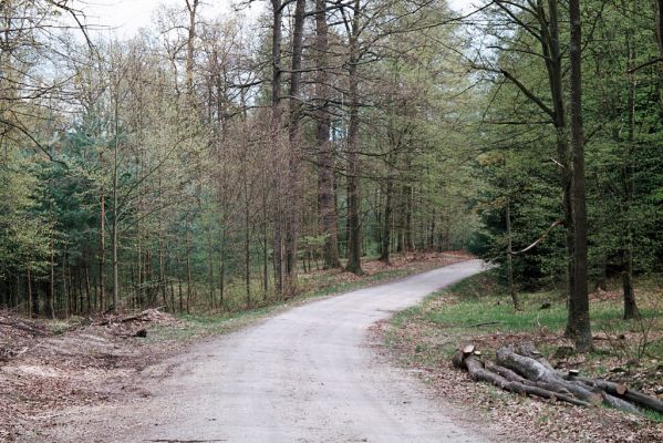 Týniště nad Orlicí, 2.5.2006
U Králova stolu.
Keywords: Týniště nad Orlicí U Králova stolu Selatosomus cruciatus