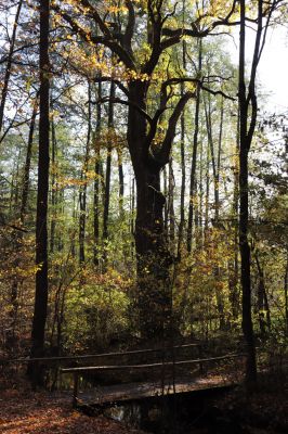 Týniště nad Orlicí, 30.10.2021
Okolí lesního rybníka Rozkoš - dub u náhonu Alba.
Klíčová slova: Týniště nad Orlicí obora Rozkoš Alba
