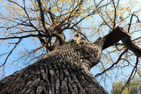 Týniště nad Orlicí, 30.10.2021
Dub u cesty k bývalé petrovické hájovně.
Keywords: Týniště nad Orlicí obora hájovna