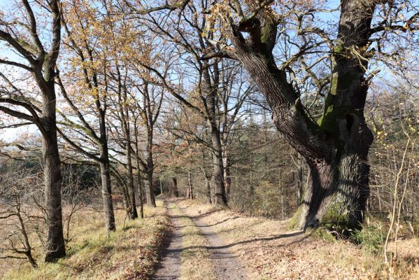 Týniště nad Orlicí, 30.10.2021
Dub u cesty k bývalé petrovické hájovně.
Klíčová slova: Týniště nad Orlicí obora hájovna