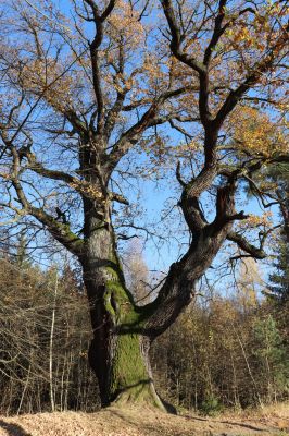 Týniště nad Orlicí, 30.10.2021
Dub u cesty k bývalé petrovické hájovně.
Klíčová slova: Týniště nad Orlicí obora hájovna
