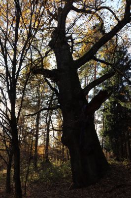 Týniště nad Orlicí, 30.10.2021
Petrovice, dub v lese u náhonu Alba.
Klíčová slova: Týniště nad Orlicí Petrovice obora Alba