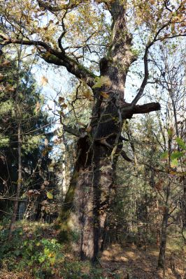 Týniště nad Orlicí, 30.10.2021
Petrovice, dub v lese u náhonu Alba.
Klíčová slova: Týniště nad Orlicí Petrovice obora Alba