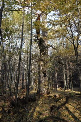 Týniště nad Orlicí, 30.10.2021
Petrovice, dub v lese u náhonu Alba.
Klíčová slova: Týniště nad Orlicí Petrovice obora Alba