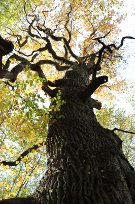 Týniště nad Orlicí, 30.10.2021
Petrovice, dub v lese u náhonu Alba.
Keywords: Týniště nad Orlicí Petrovice obora Alba