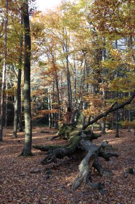 Týniště nad Orlicí, 30.10.2021
Petrovice, padlý dub v lese u bývalé hájovny.
Klíčová slova: Týniště nad Orlicí Petrovice obora u hájovny