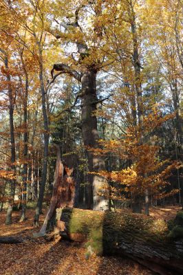 Týniště nad Orlicí, 30.10.2021
Petrovice, duby v lese u bývalé hájovny.
Klíčová slova: Týniště nad Orlicí Petrovice obora u hájovny