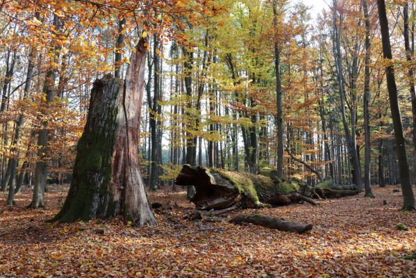 Týniště nad Orlicí, 30.10.2021
Petrovice, padlý dub v lese u bývalé hájovny.
Keywords: Týniště nad Orlicí Petrovice obora u hájovny