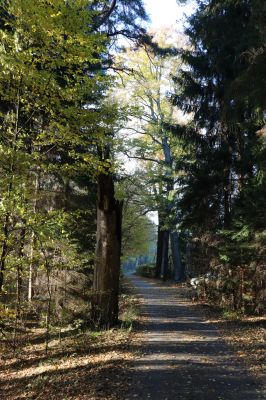 Týniště nad Orlicí, 30.10.2021
Petrovice, lesní cesta u rezervace U Houkvice.
Klíčová slova: Týniště nad Orlicí U Houkvice obora
