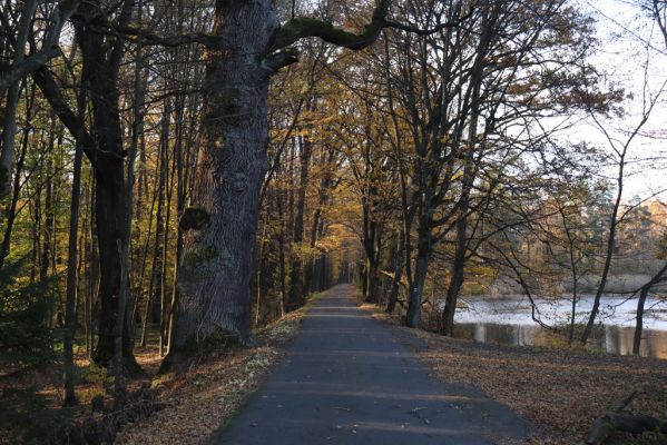 Týniště nad Orlicí, 30.10.2021
Petrovice, duby v rezervaci U Houkvice.
Klíčová slova: Týniště nad Orlicí U Houkvice obora