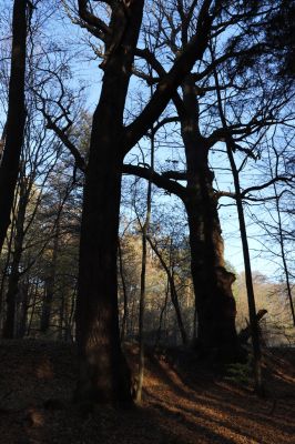 Týniště nad Orlicí, 30.10.2021
Petrovice, duby v rezervaci U Houkvice.
Klíčová slova: Týniště nad Orlicí U Houkvice obora Elater ferrugineus