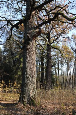 Týniště nad Orlicí, 30.10.2021
Petrovice, duby v rezervaci U Houkvice.
Klíčová slova: Týniště nad Orlicí U Houkvice obora