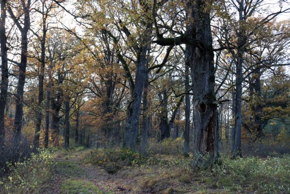 Týniště nad Orlicí, 30.10.2021
Petrovice, duby v rezervaci U Houkvice.
Klíčová slova: Týniště nad Orlicí U Houkvice obora