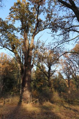 Týniště nad Orlicí, 30.10.2021
Petrovice, největší dub v rezervaci U Houkvice.
Klíčová slova: Týniště nad Orlicí U Houkvice obora