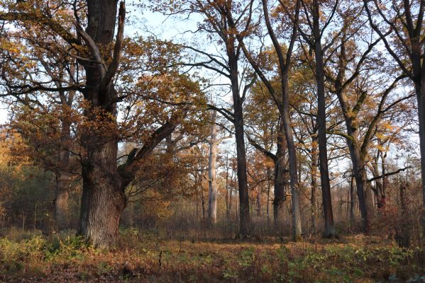 Týniště nad Orlicí, 30.10.2021
Petrovice, duby v rezervaci U Houkvice.
Schlüsselwörter: Týniště nad Orlicí U Houkvice obora