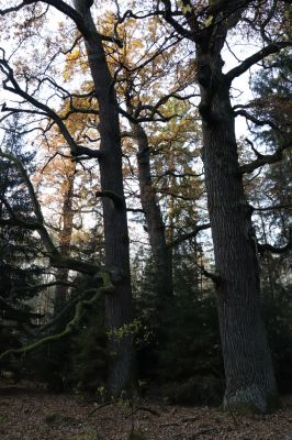 Týniště nad Orlicí, 30.10.2021
Petrovice, duby u rezervace U Houkvice.
Klíčová slova: Týniště nad Orlicí U Houkvice obora