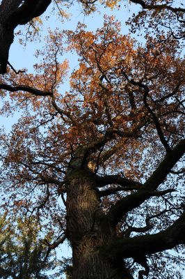 Týniště nad Orlicí, 30.10.2021
Petrovice, duby u rezervace U Houkvice.
Klíčová slova: Týniště nad Orlicí U Houkvice obora