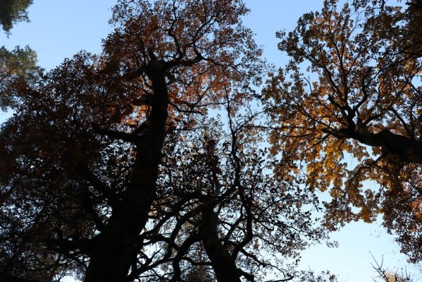Týniště nad Orlicí, 30.10.2021
Petrovice, duby u rezervace U Houkvice.
Keywords: Týniště nad Orlicí U Houkvice obora