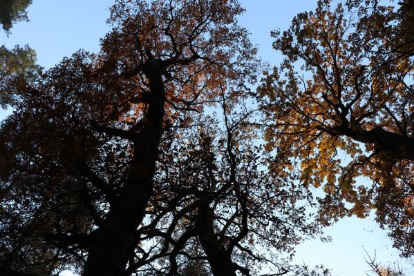 Týniště nad Orlicí, 30.10.2021
Petrovice, duby u rezervace U Houkvice.
Klíčová slova: Týniště nad Orlicí U Houkvice obora