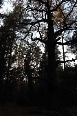 Týniště nad Orlicí, 30.10.2021
Petrovice, duby u rezervace U Houkvice.
Keywords: Týniště nad Orlicí U Houkvice obora
