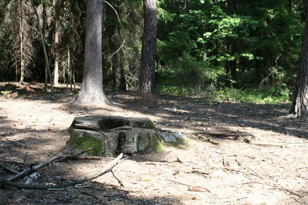 Týniště nad Orlicí, 30.8.2007
Rezervace U Glorietu. Podříznutý buk. Praktická verze obnovy přirozených českých lesů v pojetí novodobých lesnických myslitelů...
Mots-clés: Týniště nad Orlicí U Glorietu