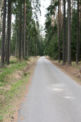 Albrechtice nad Orlicí, 3.5.2012
Lesní asfaltka od hájovny V Jezovinách k Sutým břehům.

Schlüsselwörter: Albrechtice nad Orlicí V Jezovinách Ectinus aterrimus Athous subfuscus