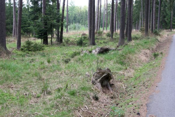 Albrechtice nad Orlicí, 3.5.2012
Lesní asfaltka od hájovny V Jezovinách k Sutým břehům.

Schlüsselwörter: Albrechtice nad Orlicí V Jezovinách Ectinus aterrimus Athous subfuscus