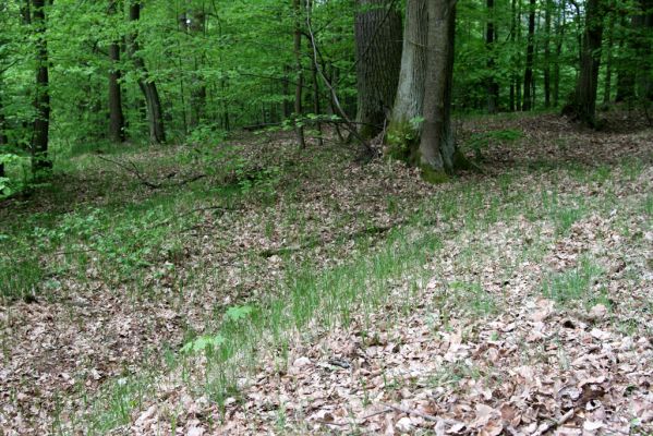 Týniště nad Orlicí, Suté břehy, 3.5.2012
Prosluněný les vedle cesty ze Sutých Břehů ke Královu stolu. Biotop kovaříků Selatosomus cruciatus.



Schlüsselwörter: Týniště nad Orlicí Suté břehy Selatosomus cruciatus Athous subfuscus