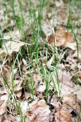 Týniště nad Orlicí, Suté břehy, 3.5.2012
Prosluněný les vedle cesty ze Sutých Břehů ke Královu stolu. Rojení kovaříků Athous subfuscus.
Klíčová slova: Týniště nad Orlicí Suté břehy Athous subfuscus