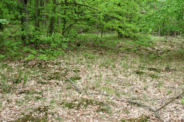 Týniště nad Orlicí, Suté břehy, 3.5.2012
Prosluněný les vedle cesty ze Sutých Břehů ke Královu stolu. 


Klíčová slova: Týniště nad Orlicí Suté břehy Selatosomus cruciatus Athous subfuscus