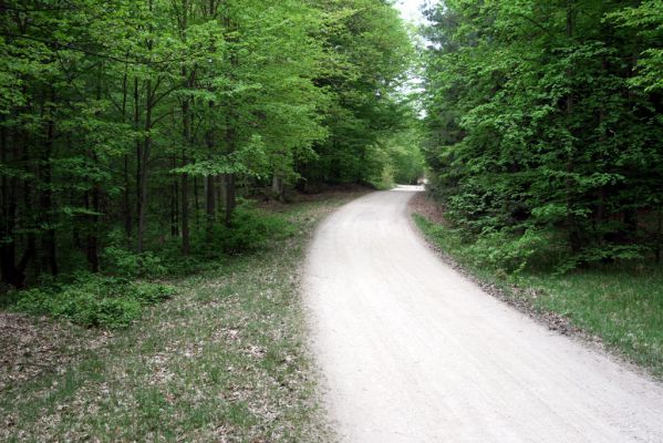 Týniště nad Orlicí, Suté břehy, 3.5.2012
Prosluněný les vedle cesty ze Sutých Břehů ke Královu stolu. 
Klíčová slova: Týniště nad Orlicí Suté břehy Selatosomus cruciatus Athous subfuscus