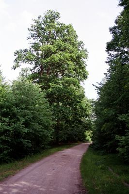 Týniště nad Orlicí, 4.7.2004
U Králova stolu. 
Mots-clés: Týniště nad Orlicí U Králova stolu Selatosomus cruciatus