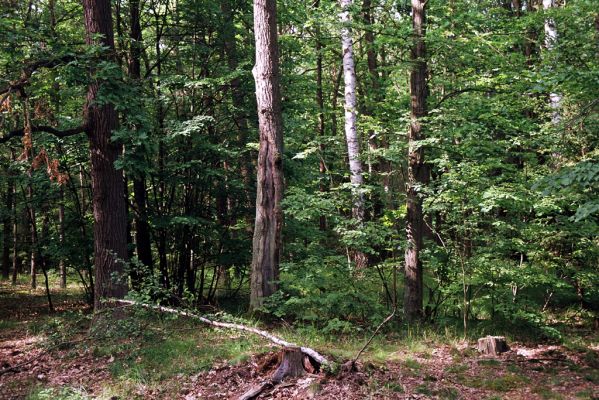 Týniště nad Orlicí, 4.7.2004
U Králova stolu.



Klíčová slova: Týniště nad Orlicí U Králova stolu Brachygonus megerlei