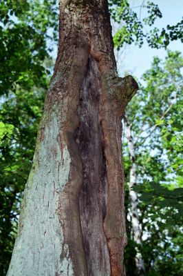 Týniště nad Orlicí, 4.7.2004
U Králova stolu. Místo nálezu kovaříka Brachygonus megerlei.



Klíčová slova: Týniště nad Orlicí U Králova stolu Brachygonus megerlei