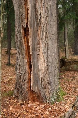 Týniště nad Orlicí, 5.11.2017
Dub na břehu Rozkoše. Trouchnivé dřevo u paty kmene osídlené kovaříky Ampedus brunnicornis a Cardiophorus gramineus
Mots-clés: Týniště nad Orlicí Rozkoš Lacon querceus Ampedus brunnicornis cardinalis Cardiophorus gramineus