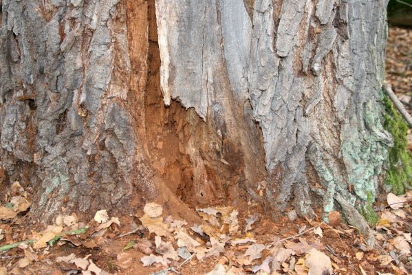 Týniště nad Orlicí, 5.11.2017
Dub na břehu Rozkoše. Trouchnivé dřevo u paty kmene osídlené kovaříky Ampedus brunnicornis a Cardiophorus gramineus
Klíčová slova: Týniště nad Orlicí Rozkoš Ampedus brunnicornis Cardiophorus gramineus