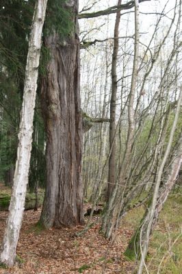 Týniště nad Orlicí, 5.11.2017
Dub na břehu Rozkoše. 
Klíčová slova: Týniště nad Orlicí Rozkoš Lacon querceus Ampedus brunnicornis cardinalis Cardiophorus gramineus