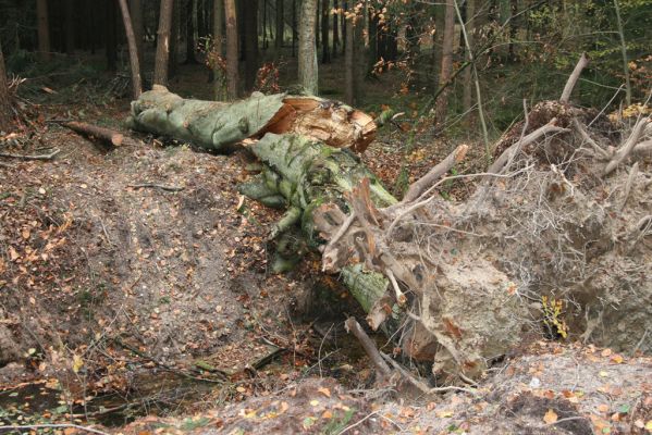 Týniště nad Orlicí, 5.11.2017
Padlý buk u náhonu Alba.
Keywords: Týniště nad Orlicí Alba