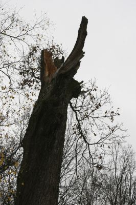 Týniště nad Orlicí, 5.11.2017
Dub na hrázi Velké Houkvice. Po vichřici mu zbyla jen jedna větev.
Klíčová slova: Týniště nad Orlicí U Houkvice