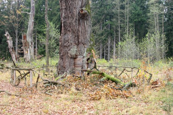 Týniště nad Orlicí, 5.11.2017
U Houkvice. Odlomená větev největšího dubu. 
Schlüsselwörter: Týniště nad Orlicí U Houkvice